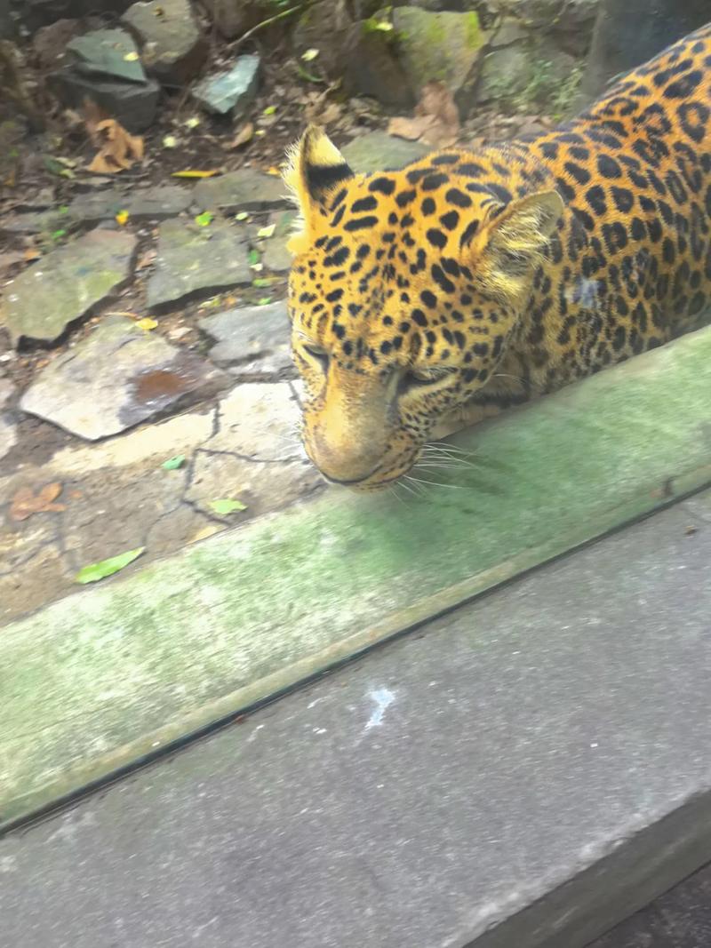 金字塔原理在线阅读：掌握结构化思考与高效写作的核心方法